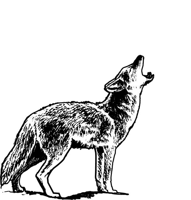 WILD009