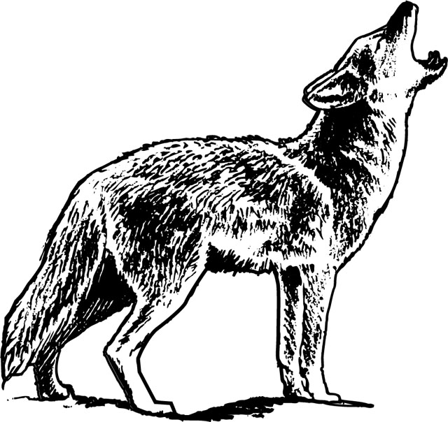 WILD010
