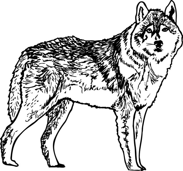 WILD011